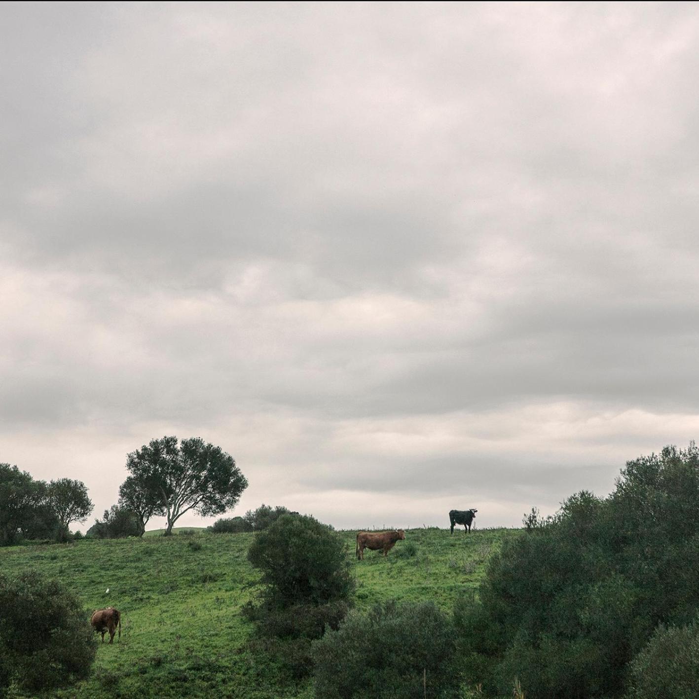 Ruralcamomo *